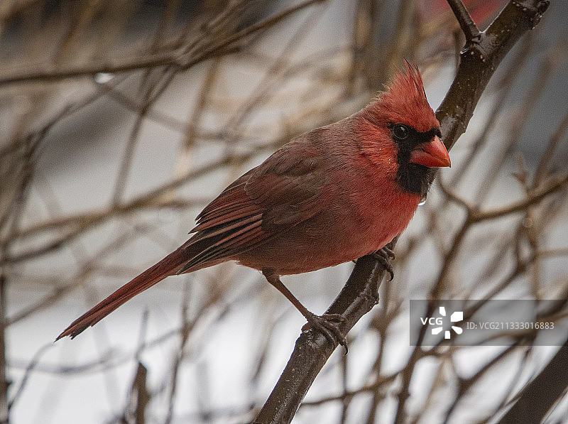 栖息在树枝上的北美红雀特写，美国宾夕法尼亚州哈弗敦图片素材