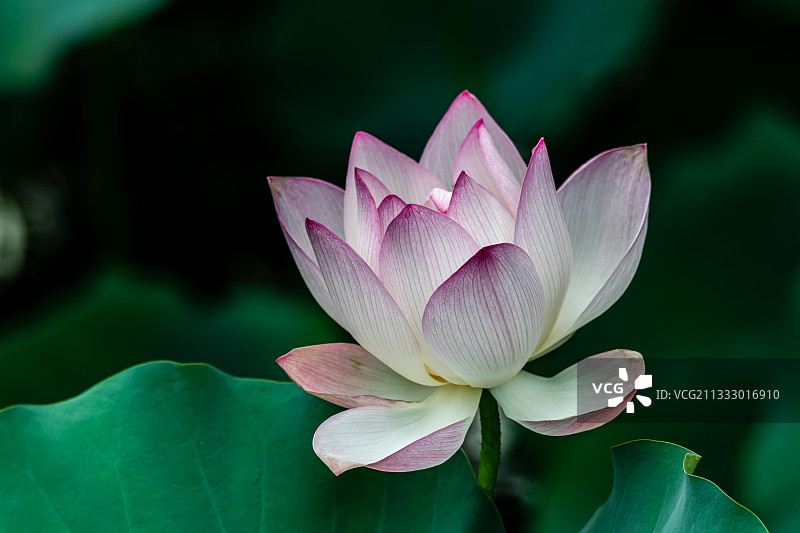 中国广东省佛山市粉色睡莲特写图片素材