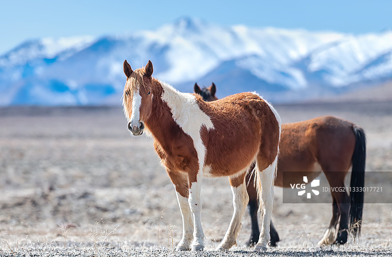 美国内华达州田野上站立的马匹侧视图图片素材