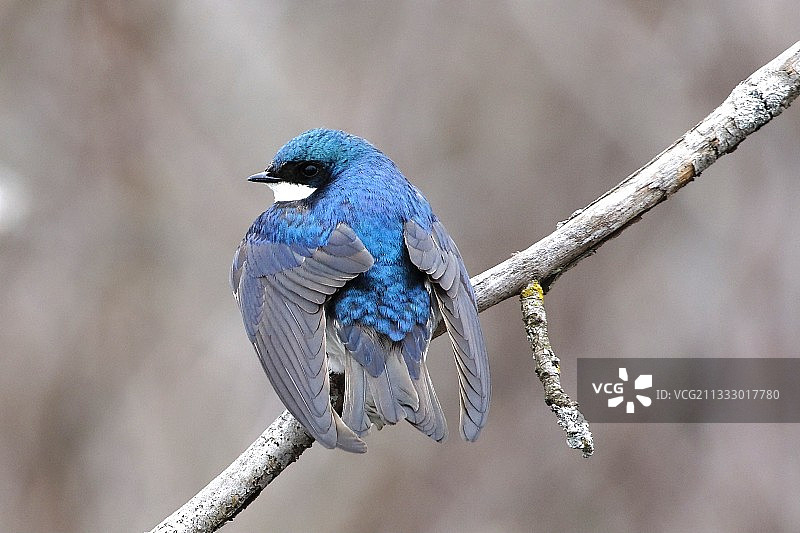 歌八哥栖息在树枝上特写图片素材