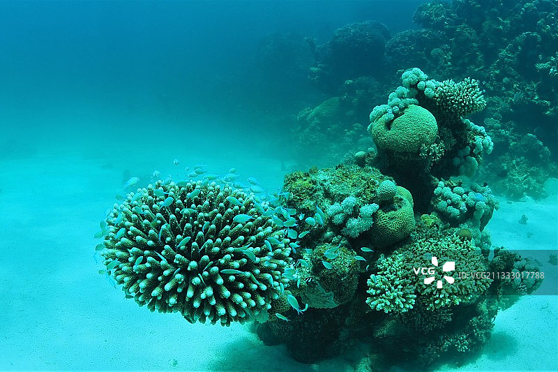 海中珊瑚的特写图片素材