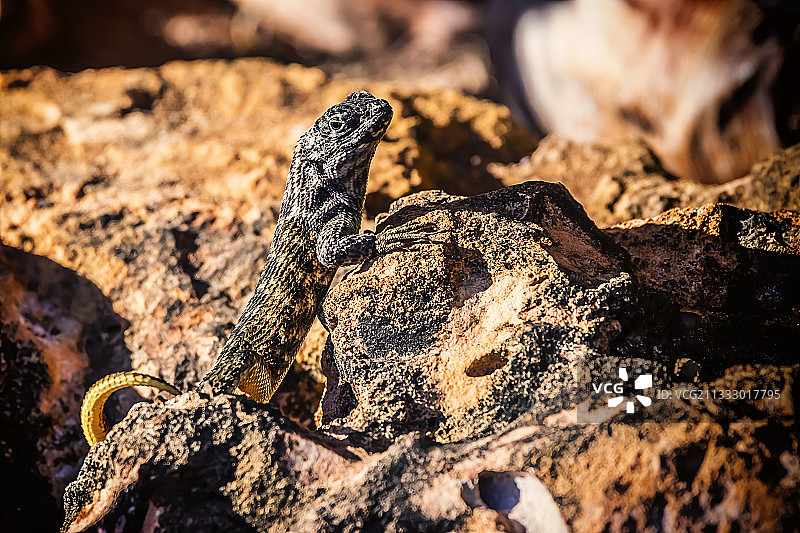 古巴巴拉德罗蜥蜴特写图片素材