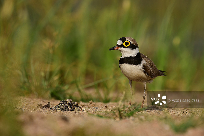 印度马哈拉施特拉邦那格浦尔田野上的鸻鸟栖息特写图片素材