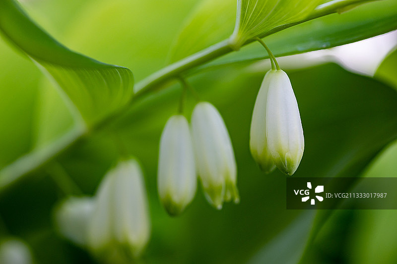特写的白色开花植物图片素材
