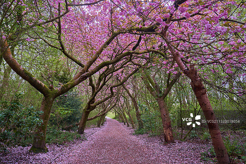 公园里的开花树木图片素材