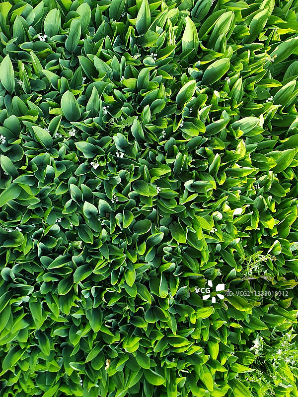 植物的全帧照片图片素材