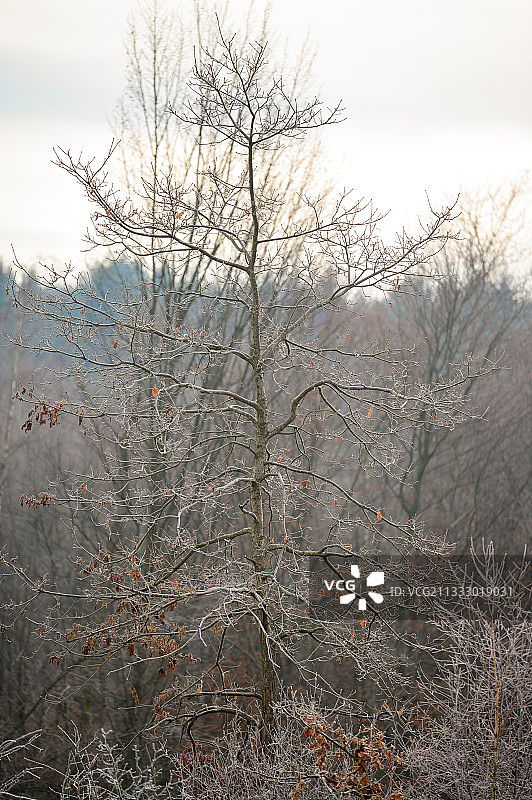 森林中的树木映衬着天空图片素材