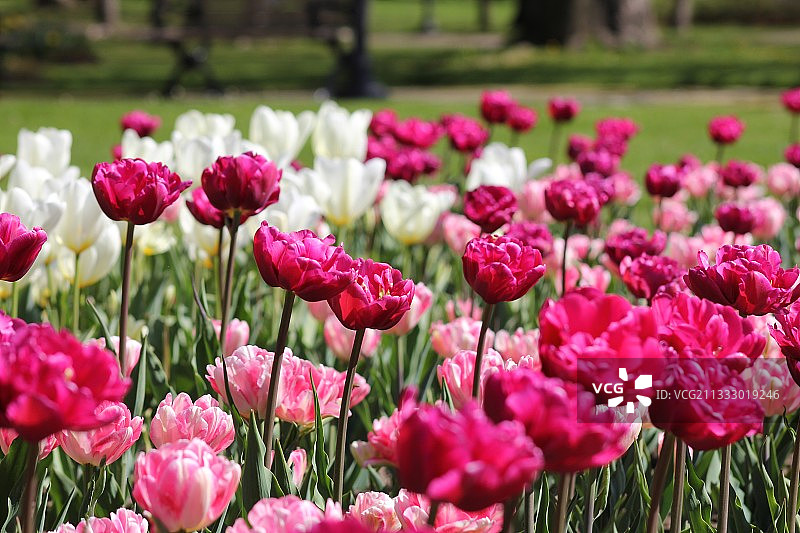 加拿大安大略省多伦多公园的粉色郁金香特写图片素材
