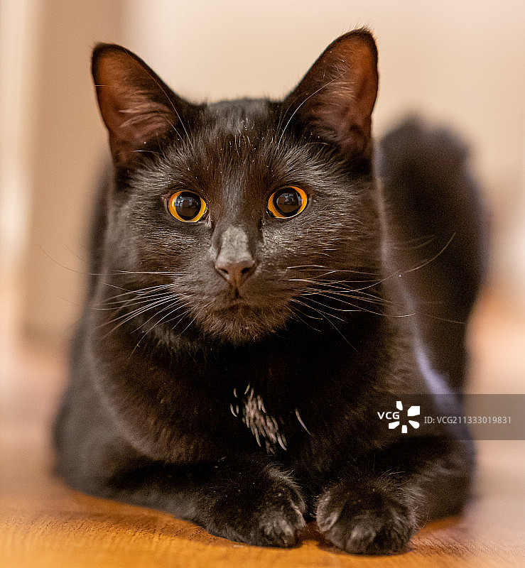 英国亨格福德：在家坐着的猫咪特写 портрет图片素材