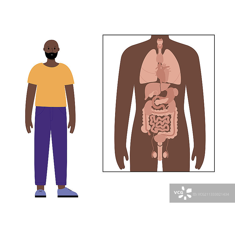 男性身体内部器官图片素材