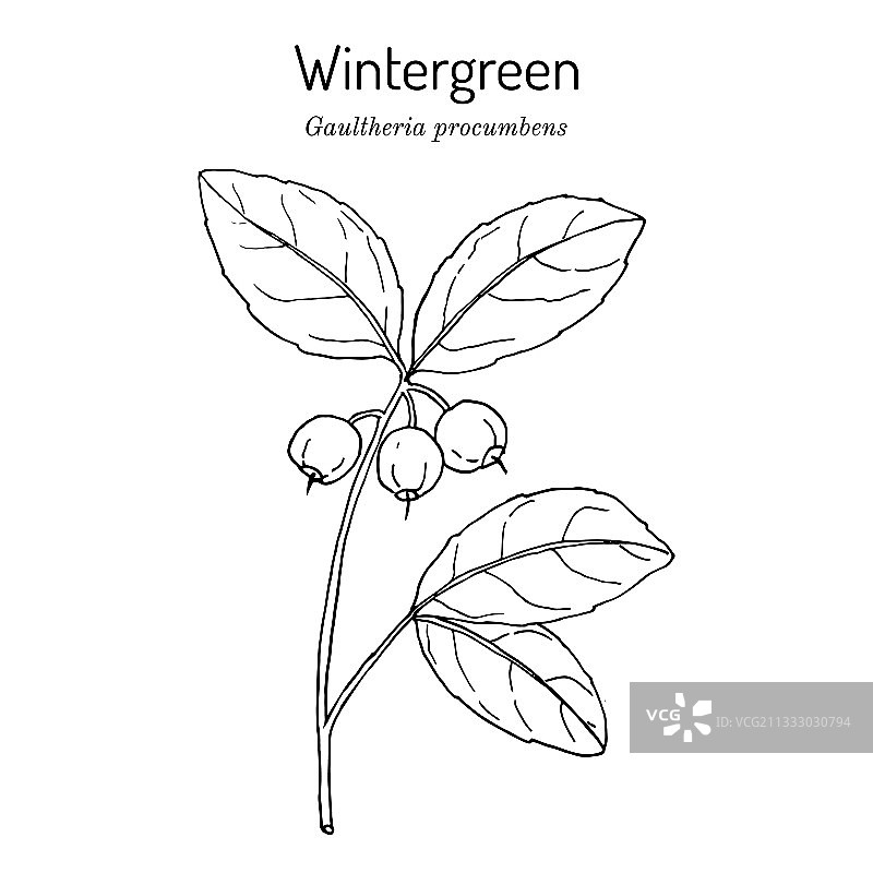 美国冬青图片素材