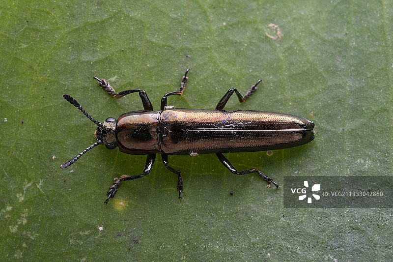 磕头虫图片素材