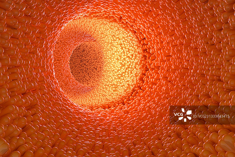 绘画插图，肠绒毛，特写，肠道，三维图形图片素材