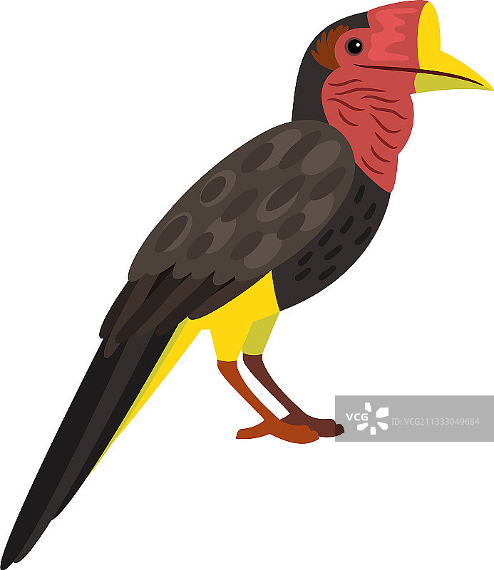 长着大喙的鸟图片素材