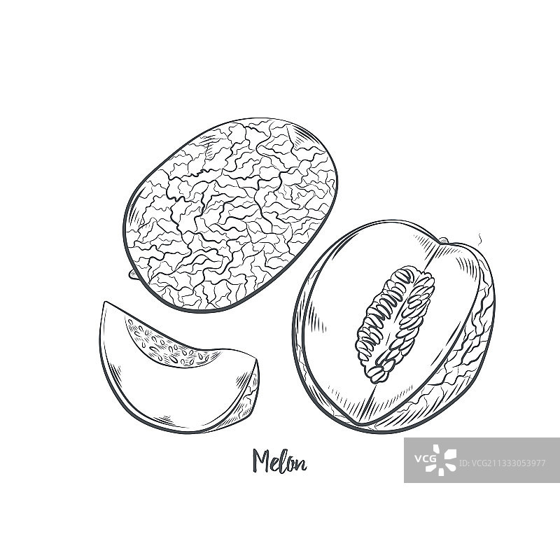 甜瓜水果素描图片素材