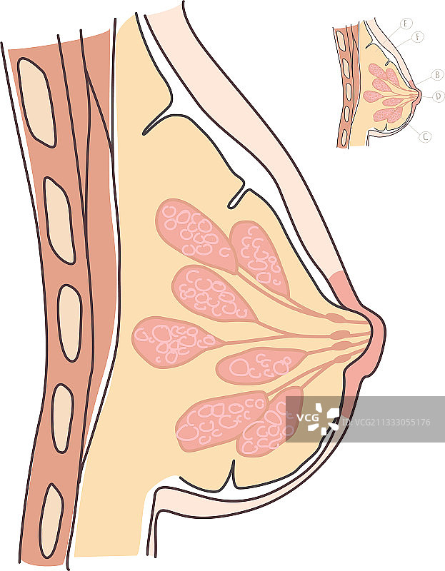 女性乳房特写侧视图图片素材