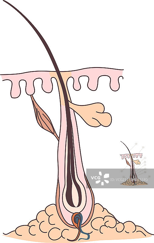 毛囊特写图图片素材