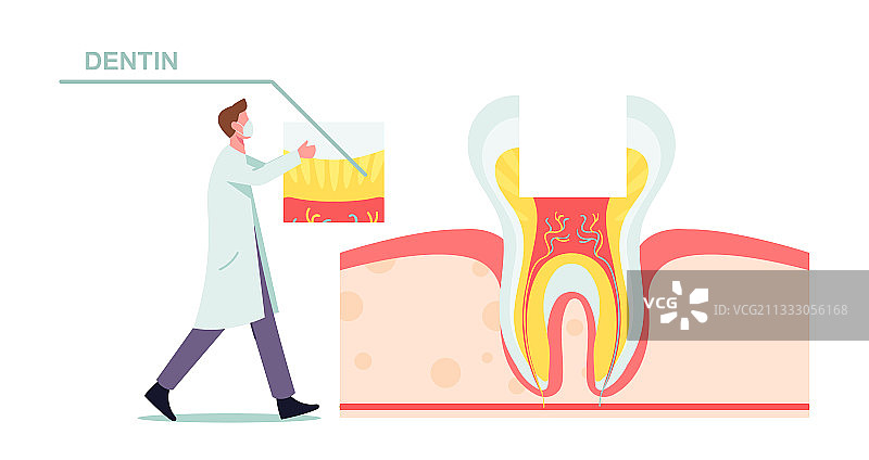 健康的牙齿解剖结构概念图片素材