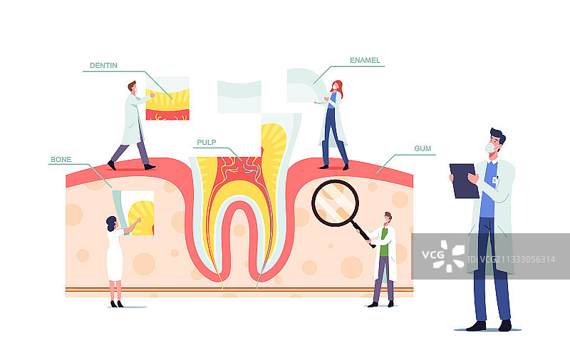 牙齿的解剖和结构概念与微小图片素材