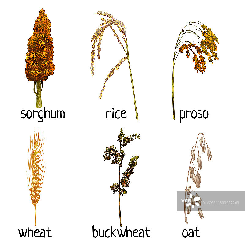 谷物叶片复古风图案图片素材