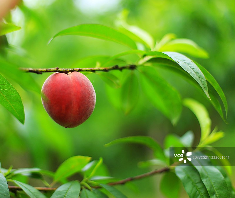 一点红图片素材
