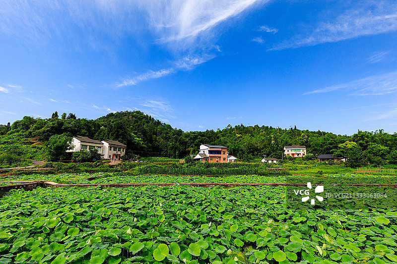 重庆铜梁土桥荷和原乡图片素材