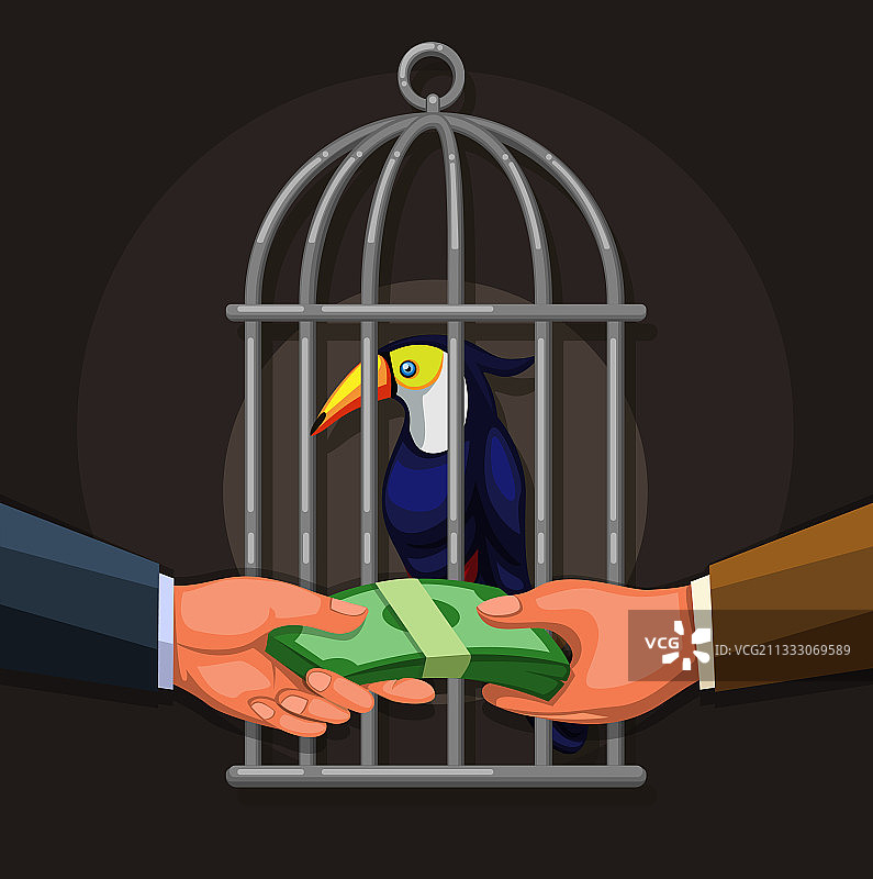 人们出售巨嘴鸟珍稀鸟类野生动物贸易图片素材