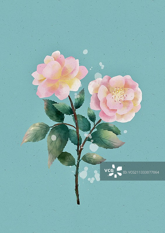 月季,花,装饰,植物,一枝花,粉色花,特写,花朵,春天,花簇图片素材