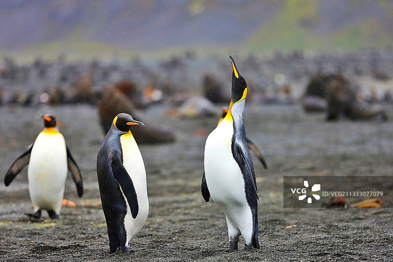 曲项向天歌图片素材