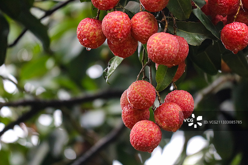 荔枝成熟了图片素材
