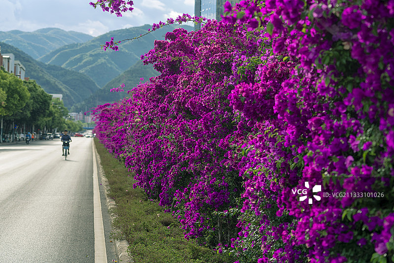 市政道路绿化带上的三角梅图片素材