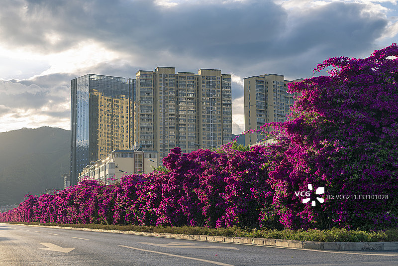 市政道路绿化带上的三角梅图片素材