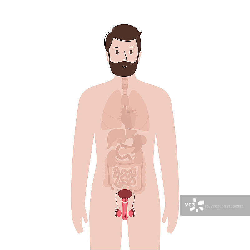 男性身体内部器官图片素材
