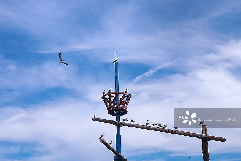 2018年8月22日，大连老虎滩海洋公园，“海盗船”上的海鸥图片素材