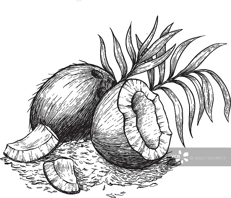 椰子和椰蓉手绘草图图片素材