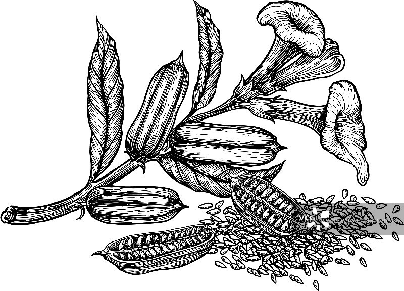 手绘芝麻籽果实花朵素描图片素材
