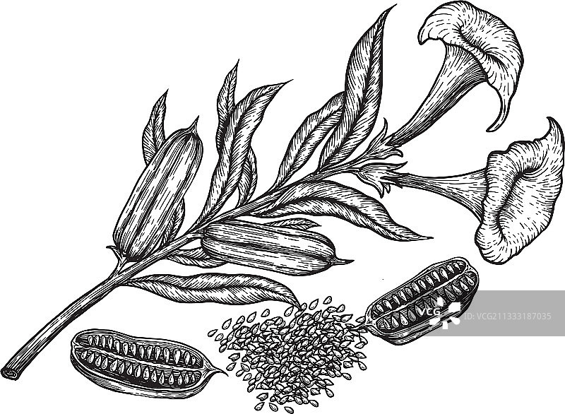 手绘芝麻籽果实花朵素描图片素材