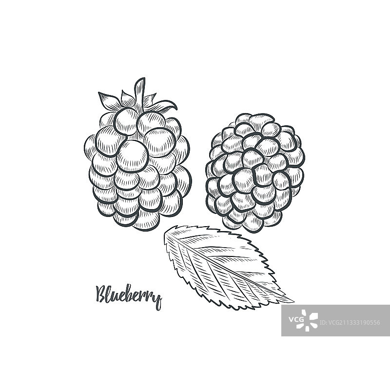 黑莓素描图片素材