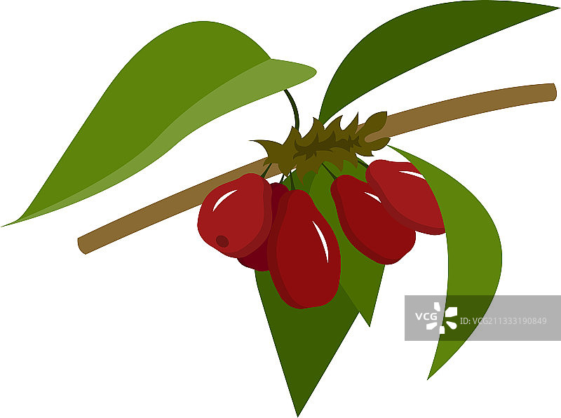 山茱萸鲜果枝叶扁平素材图片素材