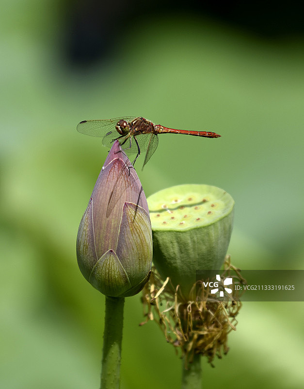 长春南溪湿地蜻蜓荷花图片素材