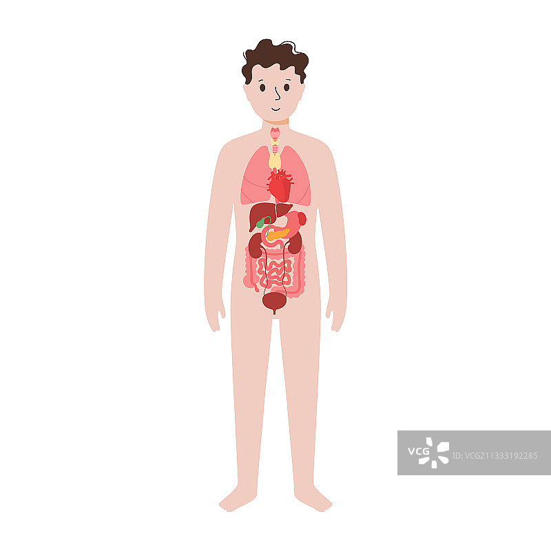 男性身体内部器官图片素材