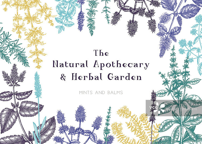 手绘薄荷和香脂框架薄荷植物图片素材