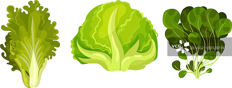 可食用植物：绿叶蔬菜或沙拉蔬菜图片素材