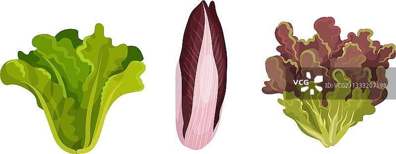 可食用植物：绿叶蔬菜或沙拉蔬菜图片素材