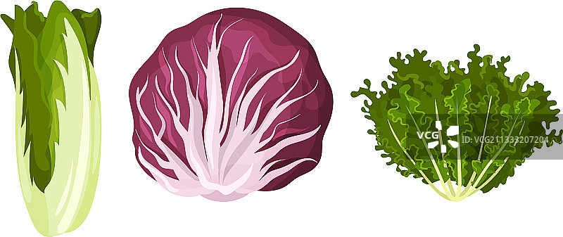 可食用植物：绿叶蔬菜或沙拉蔬菜图片素材