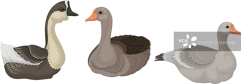 野生和家养的鹅，一种水禽图片素材