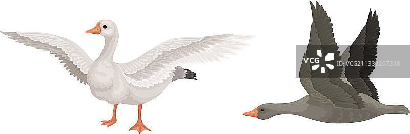 野生和家养的鹅，一种水禽图片素材