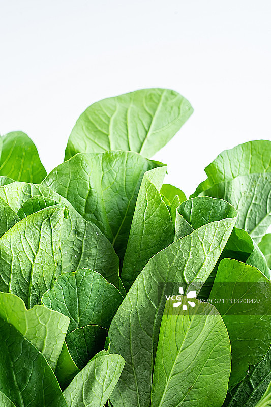 白背景上新鲜绿色白菜叶子特写图片素材