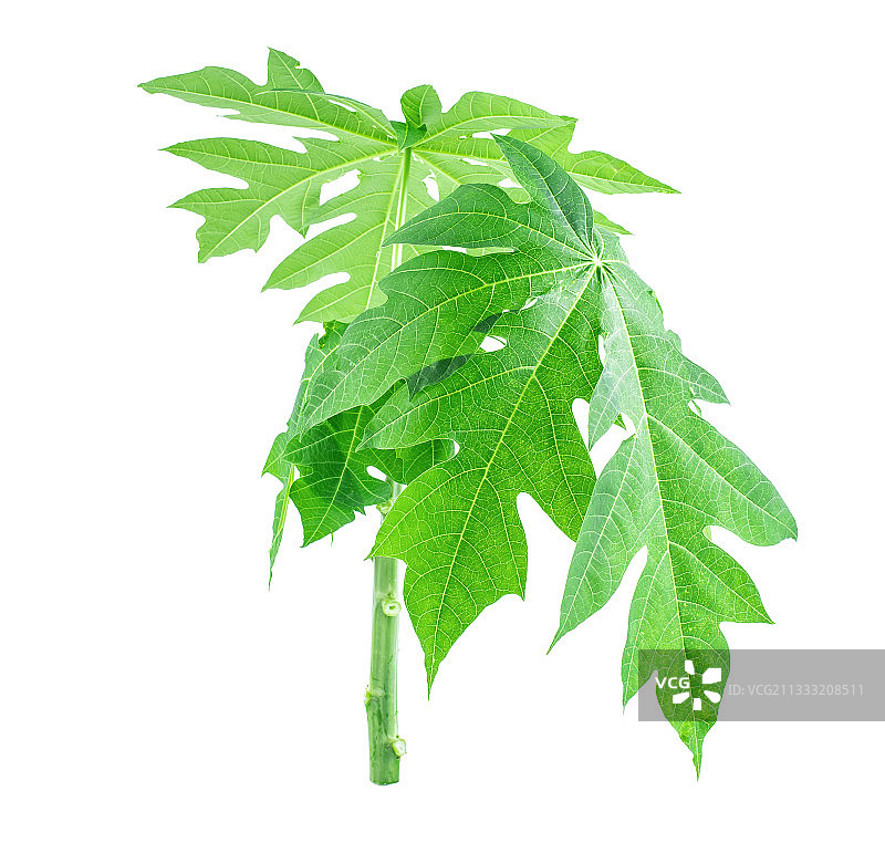 一棵翠绿的木瓜树在白背景上图片素材