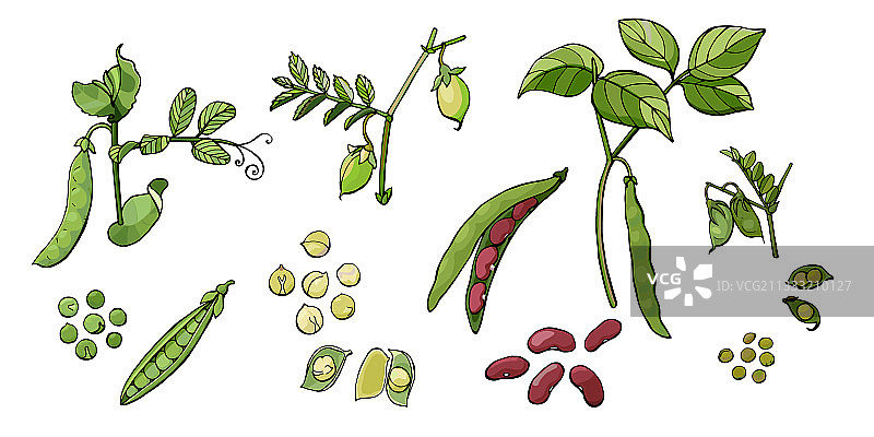 豆类合集图片素材